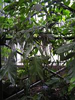 Chamaedorea Oblongata (fam. Arecacees) (Amerique centrale) (3) (Photo F. Mrugala)